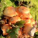 Sulphur Tuft