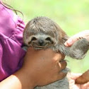 Baby Sloth
