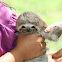 Baby Sloth