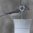 Tufted Titmouse