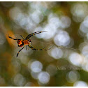 Pear-Shaped Leucauge