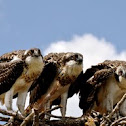 Osprey