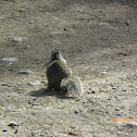 Western Gray Squirrel