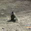 Western Gray Squirrel