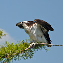Osprey