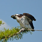 Osprey