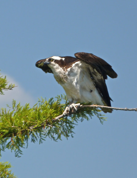 Spotting Image 1