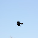 Common Raven