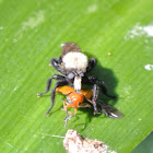 Bee Like Robber Fly