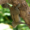 Indian palm Squirrel