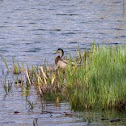 Mallard