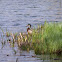 Mallard