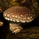 Shiitake