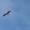 Booted Eagle