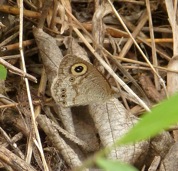 Spotting Image 1