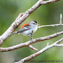 Ash-winged Antwren