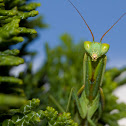 New Zealand Praying Mantis