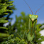New Zealand Praying Mantis
