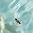 Wasp