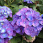 Hydrangea