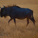 Blue wildebeest