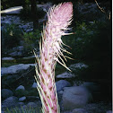 Yucca
