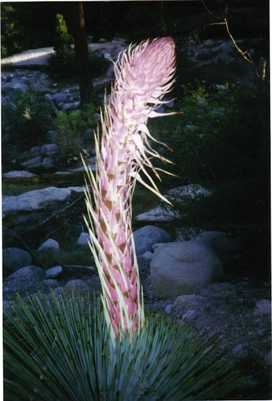 Spotting Image 1