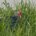 Purple Swamphen
