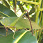 Katydid