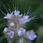 Phacelia (Phacelia tanacetifolia)