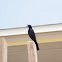 Great-Tailed Grackle
