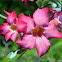 Adenium obesum