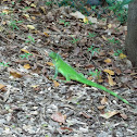lizard