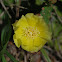 Prickly Pear Cactus
