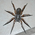 Spiders of Florida