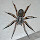 Spiders of Florida