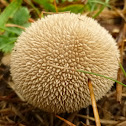 Spiny Puffball