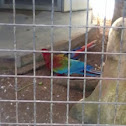 Parrot