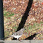 Northern Mockingbird