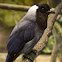 Colluelo/Violaceous Jay
