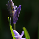English Bluebell