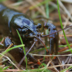 Common Crayfish
