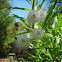 Mexican Bottonbush