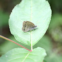 Little Wood Satyr