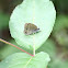 Little Wood Satyr