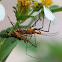 Assassin Bug