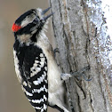 Downy Woodpecker