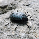 Pleasing Fungus Beetle