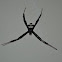 St Andrew's Cross Spider
