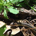 Garter snake